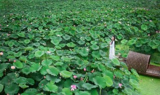 江南何采莲莲叶何田田什么意思（江南可采莲,莲叶何田田,何田田是什么意思）