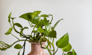 一盆绿萝能吸多少甲醛（一盆绿萝能吸收多少甲醛）