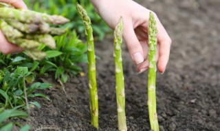 如何种植芦笋（如何种植芦笋苗视频）