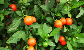 结小红果的植物叫什么 红小果子是什么植物