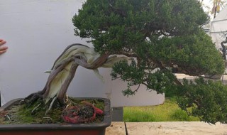 系鱼川真柏哪个品种好(系鱼川真柏产地)