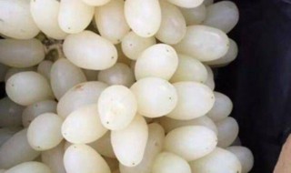 白色葡萄是什么品种 白色葡萄是什么品种图片