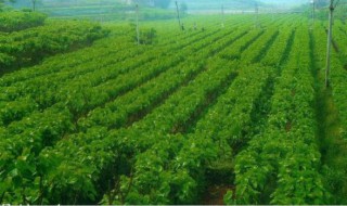 桑树高产种植技术要点 桑树高产种植技术要点视频