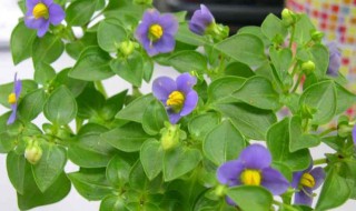 家养紫芳草怎么养（紫芳草的养殖方法和注意事项）