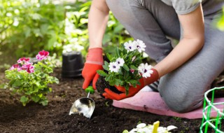 种花用实心陶粒还是空心陶粒(种花用空心陶粒好还是实心陶粒好)