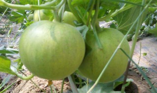 香瓜种植时间在什么时候（香瓜的种植时间）