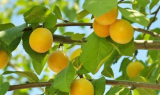 杏树几年结果（嫁接的杏树几年结果）