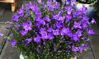 家养丹麦风铃草怎么养（丹麦风铃草适合家养吗）