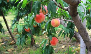 春季桃树应该怎么施肥产量高（春季桃树怎么施肥好）