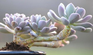常见的多肉品种有哪些 常见的多肉品种有哪些图片