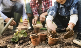 土栽富贵竹叶子发黄怎么办 盆栽富贵竹叶子发黄该怎么办