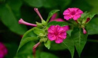 地雷花的种植方法和注意事项（地雷花种植步骤和养护）