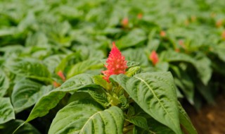 鸡冠花怎么越冬（鸡冠花怎么越冬的）