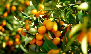 金桔移栽注意事项有哪些 金桔移栽要注意什么