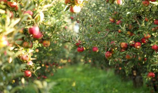 盆栽苹果树怎么过冬 盆栽苹果树怎么过冬视频