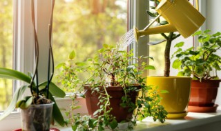 怎样让万年青爆盆（怎样让万年青爆盆视频）