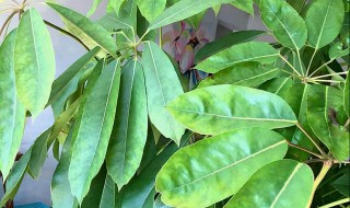 大叶伞叶子发黄怎么办 大叶伞 发黄