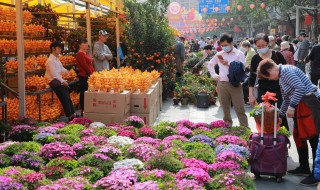 迎春花怕冻吗（盆栽迎春花怕冻吗）