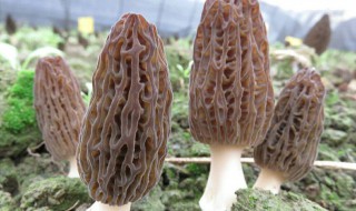 羊肚菌出菇后如何管理 羊肚菌出菇后如何管理好