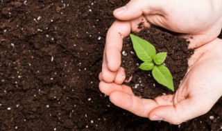 赤玉土可以种什么盆景（赤玉土可以种什么盆景树）