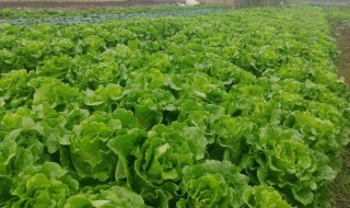 生菜露地栽培技术注意什么(露地种植生菜的技术)