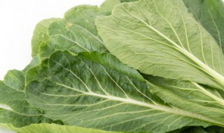 大叶芥菜的栽培技术要点 大叶芥菜的栽培技术要点是什么