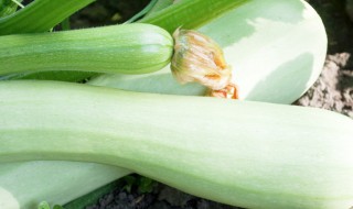 西葫芦的控旺技术（西葫芦管理高产技术）