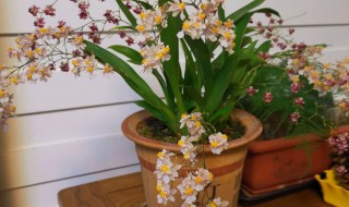 北方好养的兰花品种介绍及养殖方法（北方好养的兰花品种介绍及养殖方法视频）