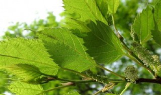 构树和桑树养哪个好 桑树和构树营养价值对比
