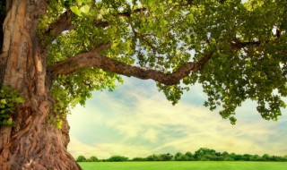 香樟树叶子发黄焦叶怎么办 香樟树叶子发黄焦叶怎么办呢