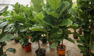 琴叶榕的养殖方法和注意事项整理 琴叶榕如何养殖