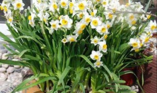 怎样才能让水仙花不徒长 怎样才能让水仙花不徒长叶子