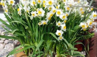 如何让水仙花粗短（水仙花如何长的快）
