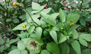 鬼针草怎么养（鬼针草怎么养活）