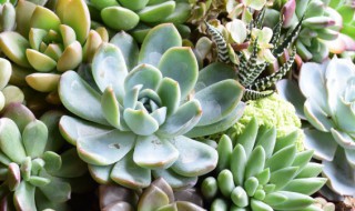 多肉八千代怎么养才能爆盆（八千代多肉好养吗）