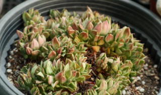 薄化妆多肉怎么养 薄化妆多肉怎么养出状态