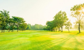 种酸角树要几年才结果 种酸角树要几年才结果实