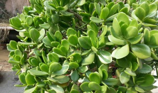 盆栽八宝树怎么养 盆栽八宝树怎么养活