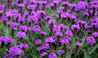 夏天开紫花的植物大全 春天开紫花的植物大全