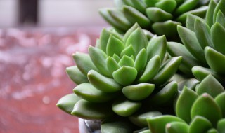 多肉植物玉露怎么养 多肉植物玉露怎么养才养得又大又肥