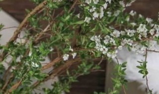 雪柳的花语和寓意（雪柳的花语和寓意象征是什么）