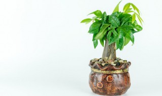 秋天发财树的叶子发黄怎么办 秋冬发财树叶子发黄怎么回事