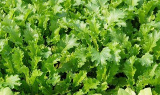 雪里红的生长周期是多久（雪里红能长多大）