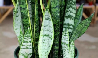 虎皮兰烂叶是怎么回事 虎皮兰叶子烂掉
