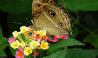 大孔雀蝶的繁殖 大孔雀蝶的繁殖方式
