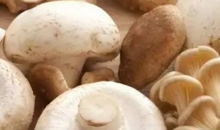 孕妇宝宝能吃蘑菇吗（孕妇宝宝能吃蘑菇吗晚期）