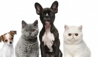 女人梦到黑猫咬我暗示什么（女人梦到黑猫咬我暗示什么寓意）