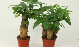 一盆二棵发财树不好吗（发财树一盆栽两棵好不好）
