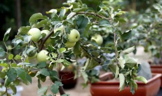 盆栽苹果树用什么土壤好 盆栽苹果树用什么土壤好看