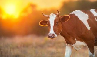 梦见牛追我是什么意思（梦见牛追我是什么意思周公解梦）